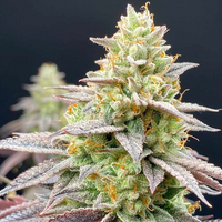 Perfect Triangle x Peach Ozz (female) Cannabis Seeds by Perfect Tree