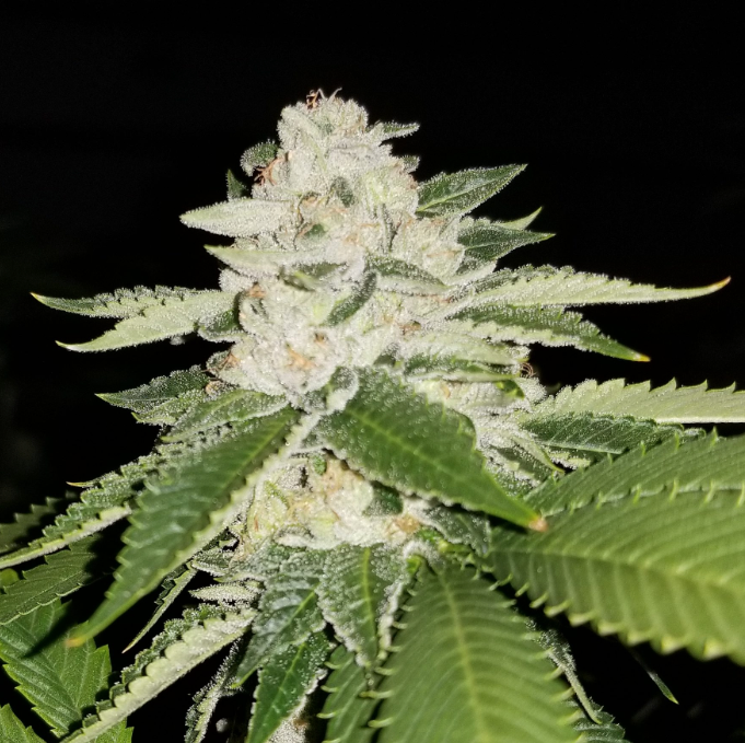 Sour Biker Regular Cannabis Seeds By Karma Genetics – Carib Seeds