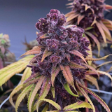 Red Kachina Female Cannabis Seeds by Conscious Genetics