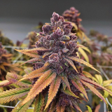 Red Kachina Female Cannabis Seeds by Conscious Genetics