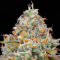 Jetlag Female Cannabis Seeds by The Plug Seedbank