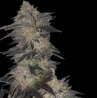 Jetlag Female Cannabis Seeds by The Plug Seedbank