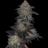 Jetlag Female Cannabis Seeds by The Plug Seedbank