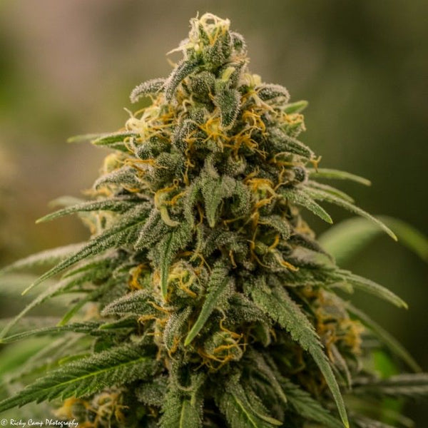 Apollo XX Female Cannabis Seeds by Brothers Grimm Seeds