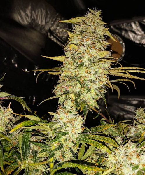 Strawberry Cane Female Cannabis Seeds by Holy Smoke Seeds