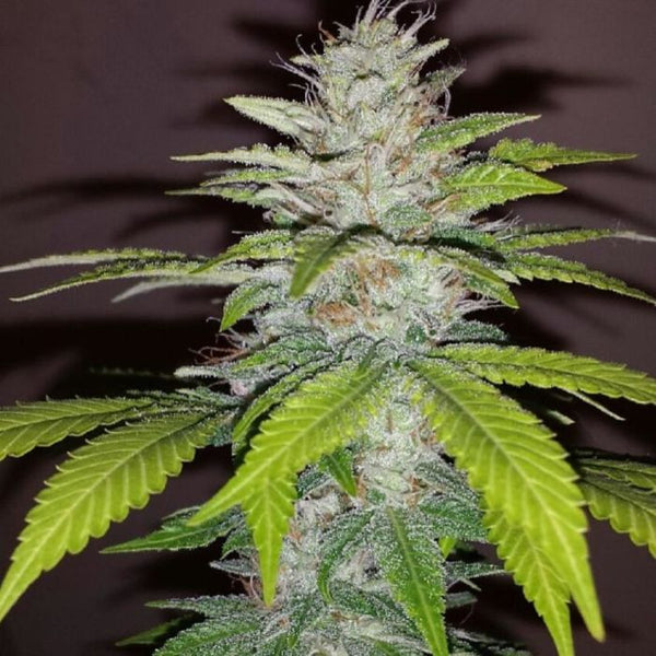 Kushage Regular Cannabis Seeds by T.H.Seeds