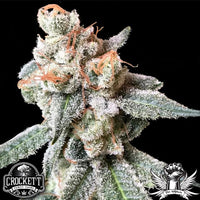 Crockett Family Farms Seeds BT-7