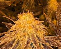 Terp Hogz Genetics (Plantinum Seeds) Z3