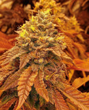 Hot Tropic Regular Cannabis Seeds by Oni Seed Co