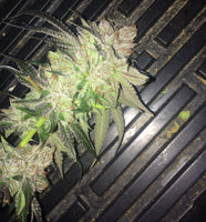 Strawpicanna Regular Cannabis Seeds by Oni Seed Co