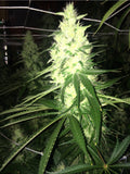 Strawpicanna Regular Cannabis Seeds by Oni Seed Co