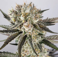 Military Chocolate Regular Cannabis Seeds by Oni Seed Co