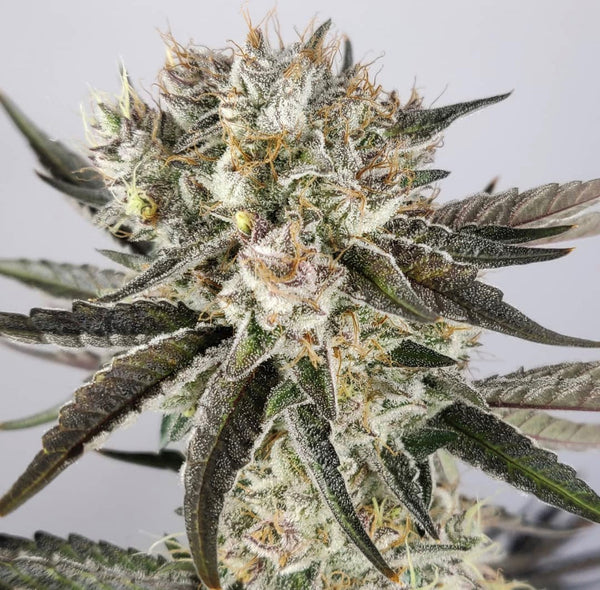 Military Chocolate Regular Cannabis Seeds by Oni Seed Co