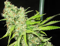 Ultra Genetics Seeds TEC9