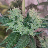 Acid Dawg Regular Weed Seeds by Karma Genetics