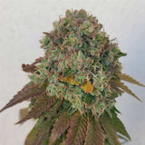 Acid Dawg Regular Weed Seeds by Karma Genetics