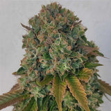 Acid Dawg Regular Weed Seeds by Karma Genetics