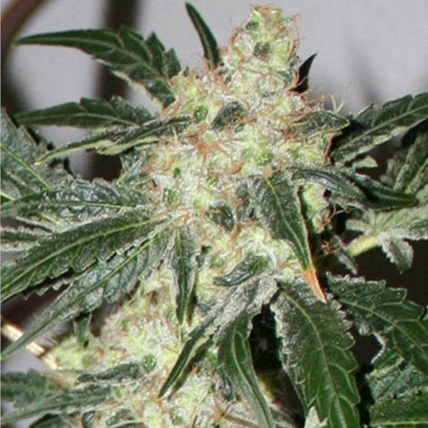 Acid Female Cannabis Seeds by Paradise Seeds