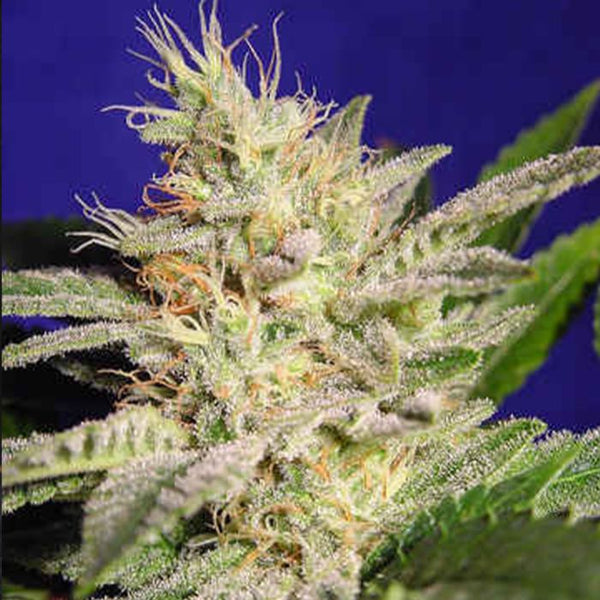 Allkush (Sheherazade) Female Cannabis Seeds by Paradise Seeds