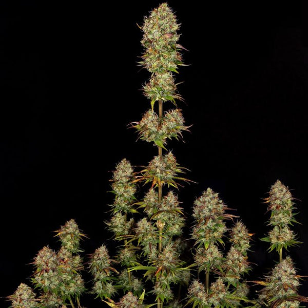 Apricot Candy Feminized Weed Seeds by Paradise Seeds