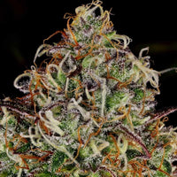 Apricot Candy Feminized Weed Seeds by Paradise Seeds