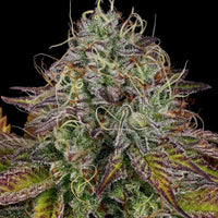 Apricot Candy Feminized Weed Seeds by Paradise Seeds