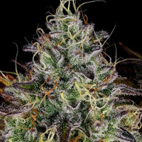 Apricot Candy Feminized Weed Seeds by Paradise Seeds