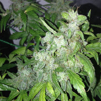 Auto Lemon Bubble Cannabis Seeds By Pheno Finder Seeds