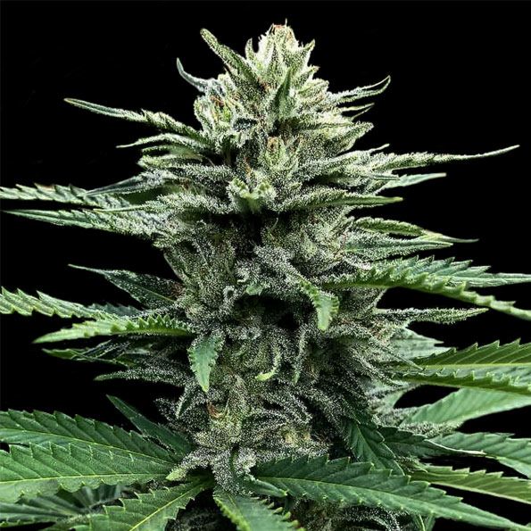 Strawberry Banana Auto Flower Cannabis Seeds by DNA Genetics