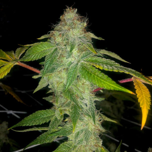 Auto wedding cake Feminized Cannabis Seeds By Pheno Finder Seeds