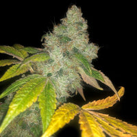 Auto wedding cake Feminized Cannabis Seeds By Pheno Finder Seeds