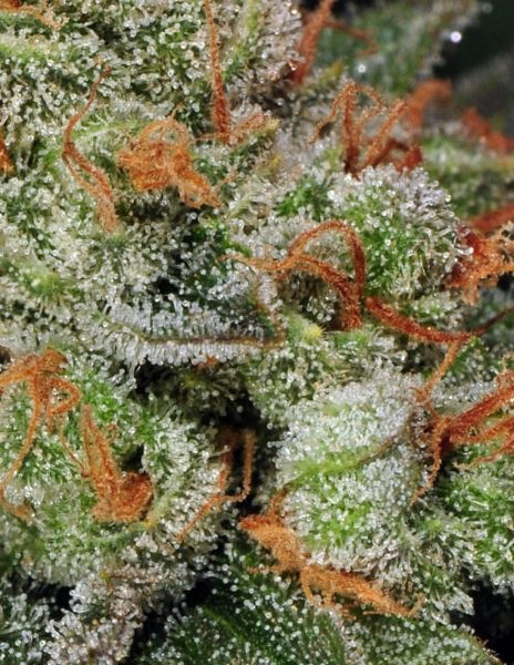 Automatic Bubble Gum Female Cannabis Seeds by T.H.Seeds