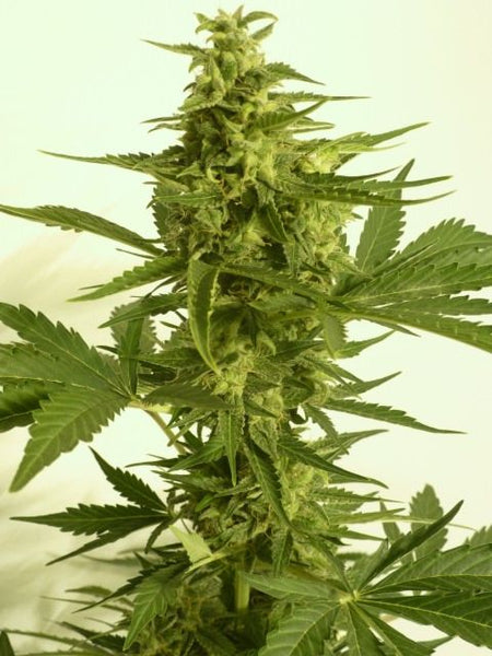 Automatic Critical Hog Feminised Cannabis Seeds by T.H.Seeds