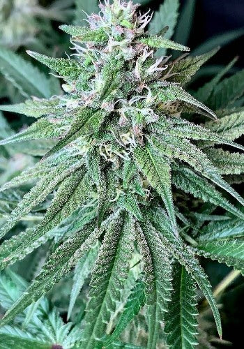 Cannarado Genetics Seeds Back to Cookies