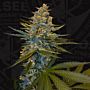 Banana Candy Krush Feminized Cannabis Seeds by T.H Seeds