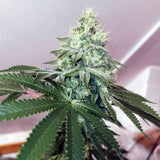 Banger Glue Female Cannabis Seeds by Little Chief Collabs