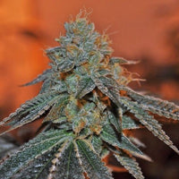 Berry Bomb Female Cannabis Seeds by Elemental Seeds