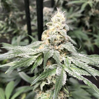 Biscotti Cakes Regular Cannabis Seeds by Cannarado Genetics