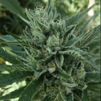 Black Hog Regular Cannabis Seeds by Plantinum Seeds - Terp Hogz