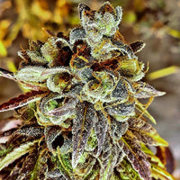 Black Cherry Cake Weed Seeds by Holy Smoke Seeds