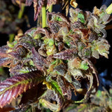 Black Cherry Cake Weed Seeds by Holy Smoke Seeds