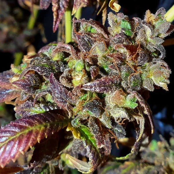 Black Cherry Cake Weed Seeds by Holy Smoke Seeds