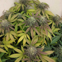 Blowrange Female Weed Seeds by Grateful Seeds