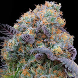 Blue Bacio Female Weed Seeds by Grounded Genetics