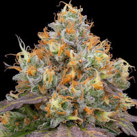 Blue Bacio Female Weed Seeds by Grounded Genetics