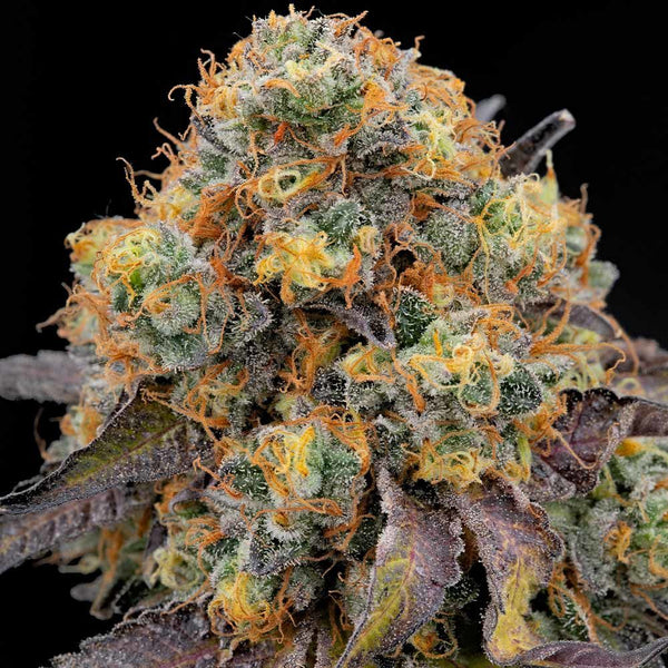 Blue Bacio Female Weed Seeds by Grounded Genetics