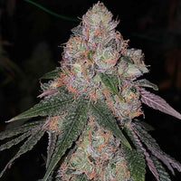 Patrón Female Cannabis Seeds by The Plug Seedbank