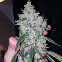 Britney Regular Cannabis Seeds by True Canna Genetics