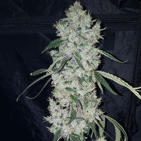 Britney Regular Cannabis Seeds by True Canna Genetics