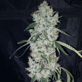 Britney Regular Cannabis Seeds by True Canna Genetics